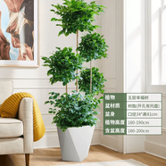 嘆為觀止 大型盆栽 單桿辮子發(fā)財(cái)樹天堂鳥綠蘿散尾葵辦公室內(nèi)開業(yè)喬遷禮品 五層幸福樹1.8--2米【菱形盆】 含盆