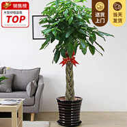 嘆為觀(guān)止大型植物發(fā)財樹(shù)各種大顆盆栽開(kāi)業(yè)喬遷客廳辦公室內好養大型花卉 辮子發(fā)財樹(shù)【1.7-1.8米】 含盆