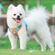 茨格曼狗狗牽引繩狗繩遛狗繩胸背帶套裝S碼小型犬泰迪比熊小狗牽狗繩子