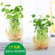 達(dá)之禮（DAZHILI）水培花瓶配植物透明玻璃花瓶水培銅錢草水養(yǎng)綠蘿風(fēng)信子花瓶清新 小鵝蛋2個(gè)(銅錢草根+彩石) 看詳情頁面