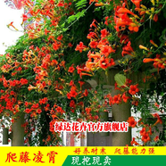 美國凌霄花苗庭院爬藤植物俄羅斯老樁大盆栽四季靈霄開花綠化攀爬庭院別墅藤本植物循環(huán)開花易活易種成型綠達(dá) 三年苗)0.8cm粗買一帶一當(dāng)年開花/備注品種 不含盆