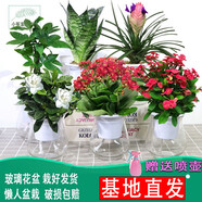 小冤家綠蘿盆栽室內花卉綠植綠籮水養(yǎng)花卉盆景桌面辦公客廳水培大葉綠色 發(fā)財+虎皮+鐵蘭+梔子+長壽+鐵海