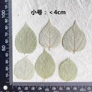 真花朵植物標本 真干花楓葉標本枯落葉植物天然的 熒光綠 苧麻葉小號12片 樹(shù)葉
