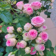 清韻伊人 月季花樹苗爬藤當(dāng)年開花月季花苗特大花盆栽地載庭院薔薇 粉色多頭【不爬藤】