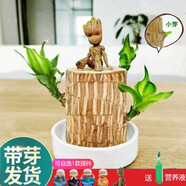綠蔭巷子帶芽巴西木好養(yǎng)活水培植物幸運木桌面綠植小盆栽辦公室內(nèi)水養(yǎng)送禮 帶芽11cm【白瓷盆】格魯特 【中號】直徑6-7厘米 含營養(yǎng)液
