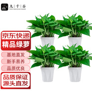 九千谷綠蘿盆栽辦公室花卉綠植盆景植物新房家用白盆4盆裝源頭直發(fā)