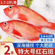 朵芙 海參斑魚(yú) 多規格 紅魚(yú)凈重 紅石斑魚(yú)大眼魚(yú)富貴魚(yú)深海魚(yú)生鮮魚(yú)類(lèi) 【嘗鮮特大】2斤凈重*2條