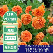 花友藤本月季花苗月季花樹(shù)苗盆栽特大花苗庭院爬藤植物陽(yáng)臺薔薇爬墻 蜂蜜焦糖【爬藤】大苗 1-1.3米高度多分叉
