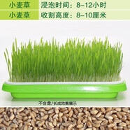 一播大地 小麥種子麥苗榨汁芽苗菜種子無(wú)土水培栽培紙上種菜陽(yáng)臺 育苗盆2個(gè)+育苗紙20張+250克小麥