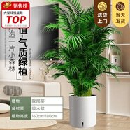 嘆為觀止大型植物發(fā)財樹各種大顆盆栽開業(yè)喬遷客廳辦公室內(nèi)好養(yǎng)大型花卉 散尾葵【1.5-1.7米】 含盆