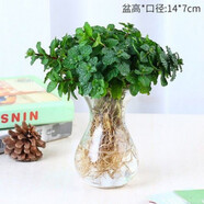 薄荷盆栽可食用夏季驅(qū)蚊蟲(chóng)綠植室內(nèi)客廳陽(yáng)臺(tái)驅(qū)蚊草水培植物花卉 薄荷+水培風(fēng)信子玻璃瓶