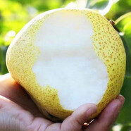 瑩多愛(ài)【官方補貼】 碭山梨 老樹(shù)梨子 生鮮水果碭山梨 安徽特產(chǎn)酥梨 5斤優(yōu)選裝（凈重4.5斤）