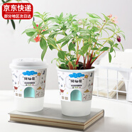 九月生鳳仙花DIY兒童種植小盆栽桌面種植花卉植物指甲花植物觀察