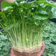 秋穎金錢草 盆栽銅錢草水培植物辦公室桌面盆栽金錢草花卉室內水養(yǎng)綠 精品大葉銅錢草帶葉1盆+肥【不含盆】