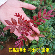 花姬云南正宗紅芽清香木樹苗四季常青清香木盆栽清新陽臺耐寒植物 清香木20-30CM 不含盆