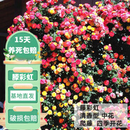 花友藤本月季花苗月季花樹(shù)苗盆栽特大花苗庭院爬藤植物陽(yáng)臺(tái)薔薇爬墻 藤彩虹【爬藤】大苗 1-1.3米高度多分叉