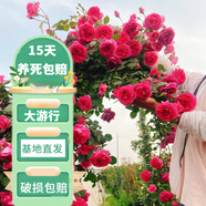 花友藤本月季花苗月季花樹苗盆栽特大花苗庭院爬藤植物陽臺(tái)薔薇爬墻 大游行【爬藤】大苗 1-1.3米高度多分叉