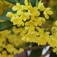 桂花樹苗桂花苗盆栽金桂四季桂室內(nèi)外濃香型陽臺花卉綠植庭院盆景植物 黃金桂【濃香型】 3年苗【當(dāng)年開花】