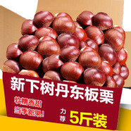 丹東新鮮板栗生栗子當季5斤現摘毛油栗子嫩板栗錐栗整箱生鮮蔬 5斤 【嚴選大果】