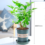 【雅之典】重瓣茉莉花盆栽室內(nèi)觀花植物四季好養(yǎng)帶花苞開花不斷綠植 茉莉花3年苗【加侖盆】當年開花 好養(yǎng)活