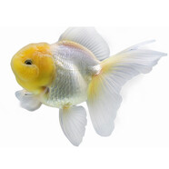 AIPHAROW精品泰獅金魚(yú)活魚(yú)獅子頭小金魚(yú)好養耐活易養活冷水包金元寶觀(guān)賞苗 7-8cm精品娃娃臉菠蘿泰獅 1條