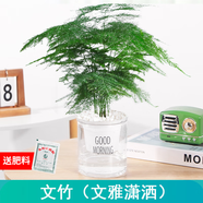 綠有意綠植盆栽多肉花卉盆栽植物室內(nèi)桌面水培綠植辦公室客廳植物懶人 文竹（文雅瀟灑）