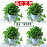 繽賢綠蘿盆栽室內(nèi)辦公室植物大葉吊蘭花卉綠植綠籮盆景吸水盆懶人 高大螺紋白盆綠蘿四盆+2液