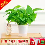 綠有意綠蘿盆栽除甲醛室內好養(yǎng)花卉植物綠蘿批發(fā)辦公室新房裝修凈化空氣 110#白色雙層儲水10盆+壺+10肥 帶盆帶土發(fā)貨