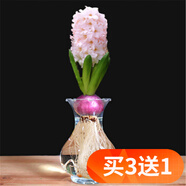歐悟重瓣帶芽水仙花種球盆栽 百合花種球郁金香水養綠植花卉室內盆栽 粉色風(fēng)信子含盆套裝