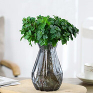 薄荷盆栽可食用夏季驅(qū)蚊蟲(chóng)綠植室內(nèi)客廳陽(yáng)臺(tái)驅(qū)蚊草水培植物花卉 薄荷+水培灰鉆玻璃瓶