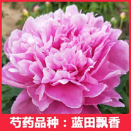 菏澤正宗芍藥花卉觀(guān)賞牡丹花苗重瓣帶芽室內外陽(yáng)臺開(kāi)花綠植庭院 藍天飄香
