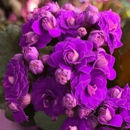 長壽花盆栽重瓣大花苗帶花苞四季開花陽臺室內(nèi)庭院花卉盆景綠植 紫色【帶花苞】 原盆原土栽好發(fā)貨