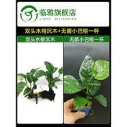 臨雅水榕水草植物魚缸造景沉木帶水草溶定植大水榕迷你幽靈辣椒榕陰性 雙頭大葉榕沉木+小巴榕1顆