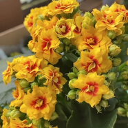 中夢  長壽花重瓣大花鮮花家用家養(yǎng)花卉室內(nèi) 寶玉 含原盆