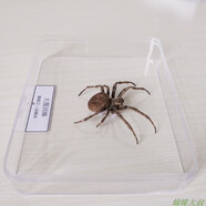 昆蟲標(biāo)本 蝴蝶標(biāo)本 昆蟲標(biāo)本真蟲 獨(dú)立盒包裝 學(xué)校幼兒園教學(xué)生 蜘蛛