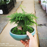文竹盆栽植物室內(nèi)辦公室綠植花卉盆栽盆景四季常青小盆栽 高檔套餐文竹盆景高度15厘米左右