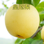 HUAHUIYOU梨樹(shù)苗 秋月梨苗萊陽(yáng)秋月蜜梨嫁接樹(shù)苗盆栽南方北方種植 皇冠梨4年苗 81cm(含)-110cm(含)