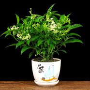 清韻伊人 夜來(lái)香花苗盆栽陽(yáng)臺庭院夏季驅蚊香草樹(shù)苗植物花卉四季開(kāi)花 六年苗（不含盆）