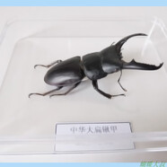 昆蟲(chóng)標本 蝴蝶標本 昆蟲(chóng)標本真蟲(chóng) 獨立盒包裝 學(xué)校幼兒園教學(xué)生 鍬甲(中國大扁鍬)
