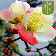 種花迷重瓣海棠花苗花卉盆栽盆景老樁室內外觀(guān)花綠植物庭院陽(yáng)臺四季開(kāi)花 炫彩 12年造型樹(shù)樁盆景