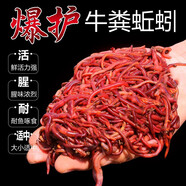 夢(mèng)達(dá) 蚯蚓活餌鮮活紅蟲垂釣魚餌料鯽魚鯉魚野釣黑坑魚料打窩料魚食 【活體蚯蚓】1盒(通貨)