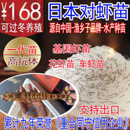 漁鄉(xiāng)子日本對(duì)蝦苗 車蝦苗 花蝦苗 斑節(jié)蝦苗 100萬尾