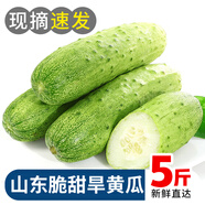 皓謙山東旱黃瓜新鮮水果5斤整箱脆嫩小黃瓜小青瓜孕婦蔬菜特產(chǎn) 3斤