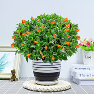 小冤家金魚草花卉盆栽綠植金魚花吊蘭室內(nèi)客廳好養(yǎng)四季常青耐旱多肉植物 金魚花吊蘭（黑色橫紋陶瓷盆） 含盆