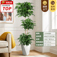 嘆為觀止大型植物發(fā)財(cái)樹(shù)各種大顆盆栽開(kāi)業(yè)喬遷客廳辦公室內(nèi)好養(yǎng)大型花卉 三層幸福樹(shù)【1.5-1.7米】 不含盆