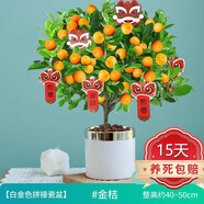 四季金桔樹(shù)苗盆栽帶果綠植植物室內(nèi)花卉陽(yáng)臺(tái)年宵小橘子 Z 大棵金桔+白金色拼接瓷盆(高40-50cm)