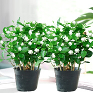 【雅之典】重瓣茉莉花盆栽室內觀(guān)花植物四季好養帶花苞開(kāi)花不斷綠植 茉莉花10-12【2盆】 好養活
