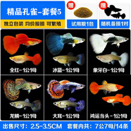 森悠（SARYOR）孔雀魚純種觀賞魚小型淡水好養(yǎng)熱帶魚活體斑馬金魚鳳尾魚繁殖 孔雀魚套餐5