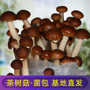 菇婆婆蘑菇種植菌包菌種菌棒盆栽食用菌家庭種植菌菇食蘑菇種子種蘑菇 茶樹菇【實(shí)發(fā)3袋】