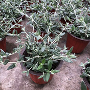 茗羽珺玥水果蘭盆栽花鏡植物耐寒耐熱露天地栽花園搭配造景水果籃球花苗 水果蘭一加侖 不含盆